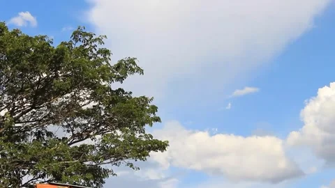 Timelapse of a nice blue sky over a forest Stock Footage 291305760