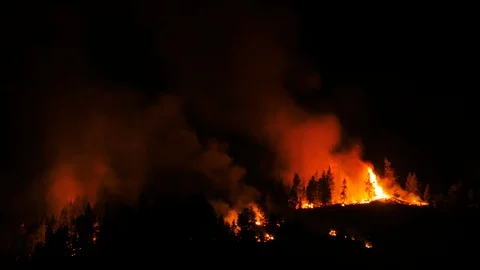 Timelapse Night Forest Fire Trees Engulfed in Flames Stock-Footage 91953161