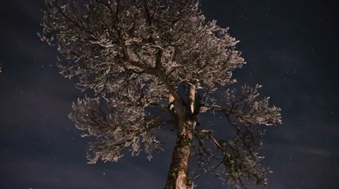 Timelapse night with ice cream tree Video stock 36817242