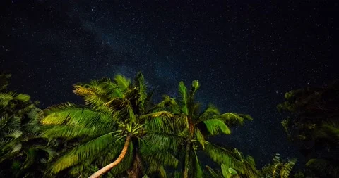 TIMELAPSE NIGHT PALM AND STARS HAWAII Stock Footage
