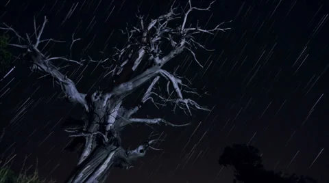 Timelapse night star tree Stock Footage 36817554