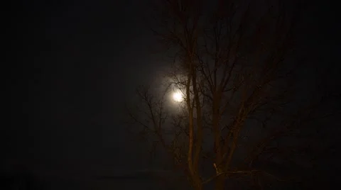 Timelapse night tree and moon lamplight Stock Footage 49879177