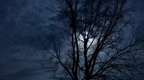 Timelapse night tree and moon 1 Stock Footage 49879182