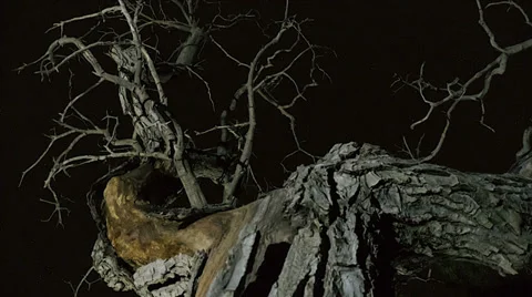 Timelapse night tree Stock Footage 36818787