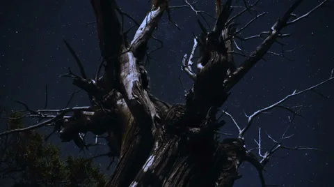 Timelapse night with tree moving Stock Footage 36817044