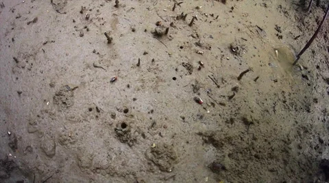 Timelapse of numerous crabs emerging from burrows to feed after tide (Borneo). Stock Footage 32543849
