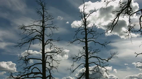 Timelapse of old trees Stock Footage 49168977