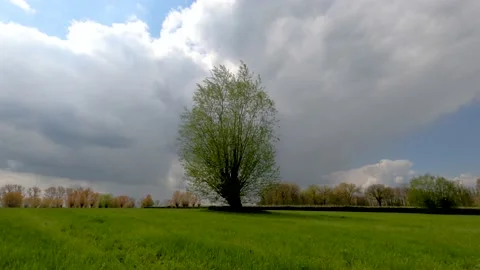 Timelapse of an old willow tree in a field during a cloudy day Stock Footage 153479389