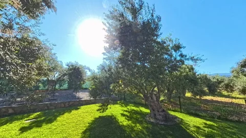 Timelapse of an olive tree with sunlight and greenery in a rural orchard Stock Footage 301091745