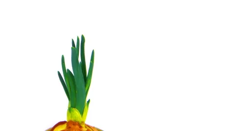Timelapse onion growth Stock Footage 60594986