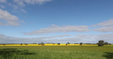 Timelapse of open fields of yellow canola with clouds moving through the sky Stock Footage 99087921