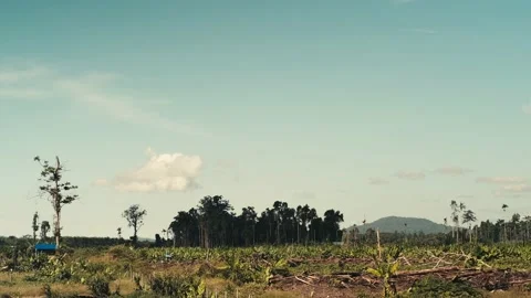 Timelapse of Open Land with Group of Trees in The Middle at Day Stock Footage 222646381