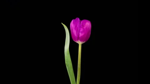 Timelapse of Opening and Withering Beautiful Violet Tulip Flower Stock Footage 259208131