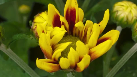 Timelapse opening Chrysanthemum Video stock 272831729