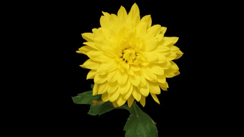 Timelapse opening Chrysanthemum Stockbeeldmateriaal 333590924