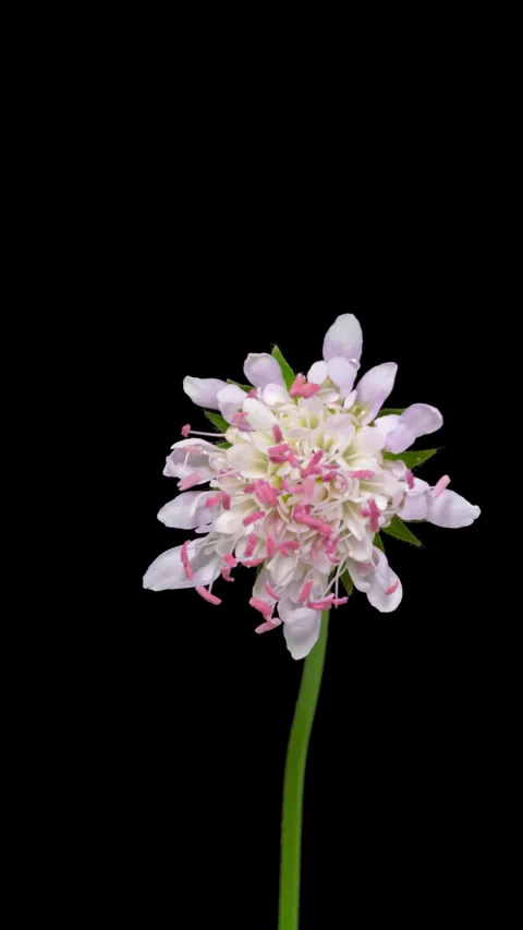 Timelapse opening Field Scabious flower on black Stock Footage 316903552