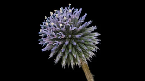 Timelapse opening Globe thistle flower on black Video stock 283358716