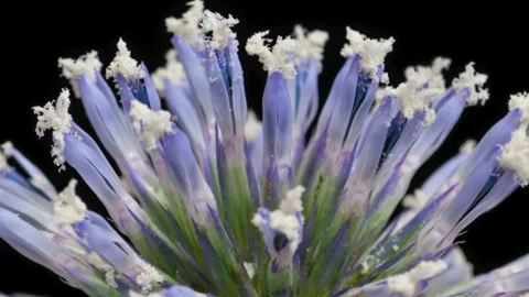 Timelapse opening Globe thistle flower on black Stock Footage 297784707
