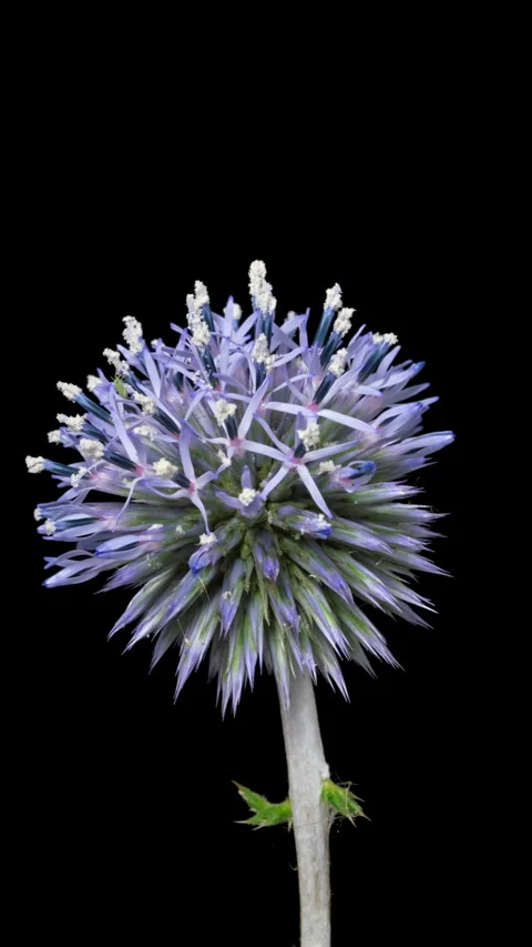 Timelapse opening Globe thistle flower on black Stock Footage 316963248