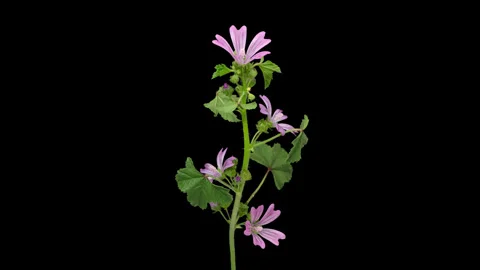 Timelapse opening Malva flower on black Vídeo Stock 249074631