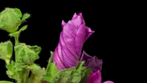 Timelapse opening Malva flower on black Stock Footage 262353328