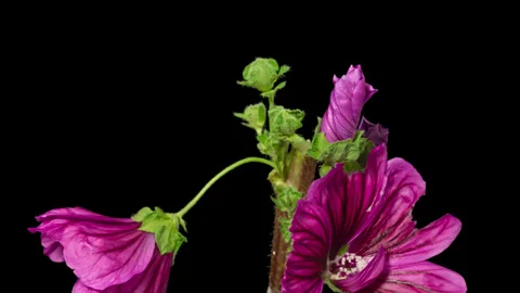 Timelapse opening Malva flower on black Stock Footage 299741060