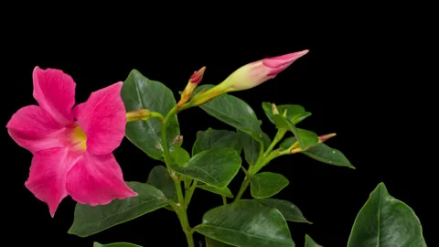 Timelapse opening Mandevilla flower on black Stock Footage 320879398