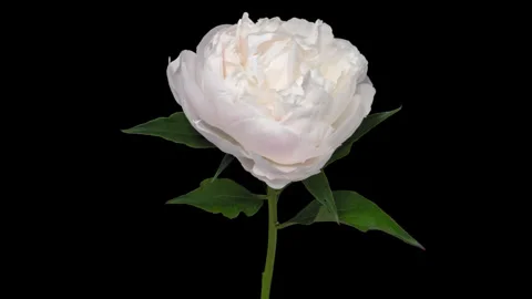Timelapse opening peony flower on black Stock Footage 336097800