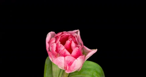 Timelapse of opening pink tulip format with ALPHA transparency channel isolated Stock Footage 127918140