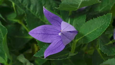 Timelapse opening Platycodon Stock Footage 210240127
