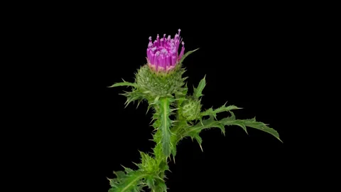 Timelapse opening Thistle flower on black Video stock 254170854