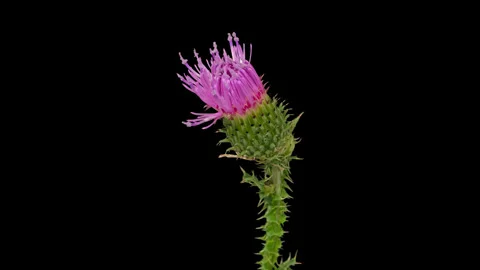 Timelapse opening Thistle flower on black Stock Footage 272253672