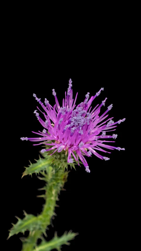 Timelapse opening Thistle flower on black Stock Footage 316903680