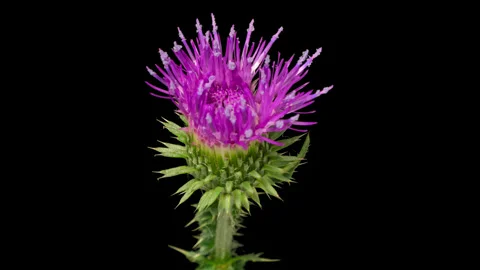 Timelapse opening Thistle flower on black Video stock 320084766