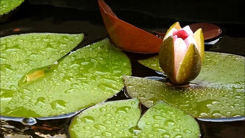 Timelapse opening water lily Stock Footage 88147384