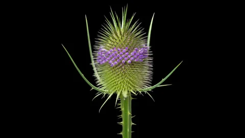 Timelapse opening Wild Teasel flower on black Stock Footage 317018706