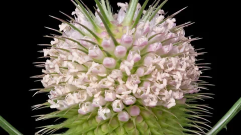 Timelapse opening Wild Teasel flower on black Stock Footage 317690756
