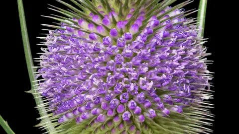 Timelapse opening Wild Teasel flower on black Vídeos de archivo 333618427