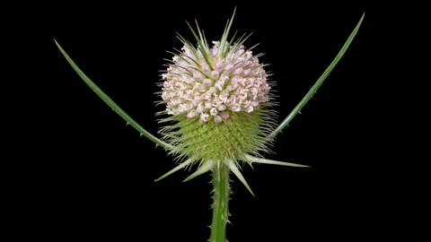 Timelapse opening Wild Teasel flower on black 库存影片 333624162