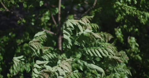 Timelapse or clouds in sky over New York City Vídeo Stock 311203543