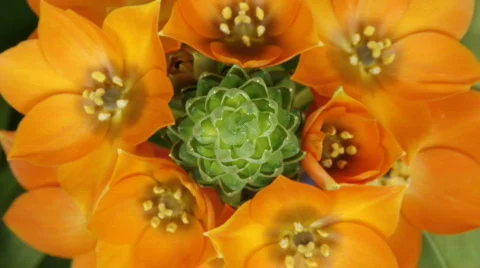 Timelapse of orange flower Видео 112040