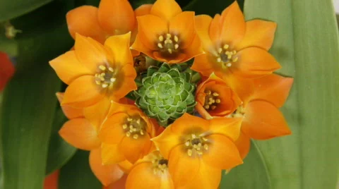 Timelapse of orange flower wide Stock Footage 112053