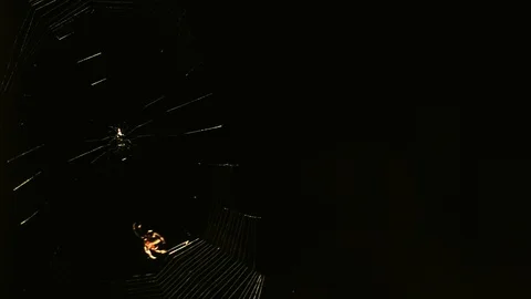 Timelapse of an orb weaver spider weaving a web. Time-lapse consists of 540 Stock Footage 93255510