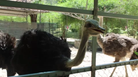 Timelapse of Ostriches Being Fed Grass. Stock Footage 312071355