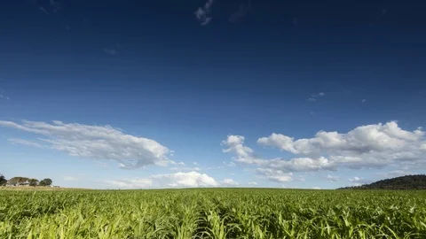 Timelapse over cornfields 스톡 동영상 69759752