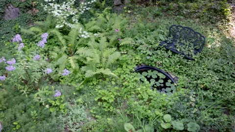 Timelapse of overgrown bench by a small pond Video stock 283677237
