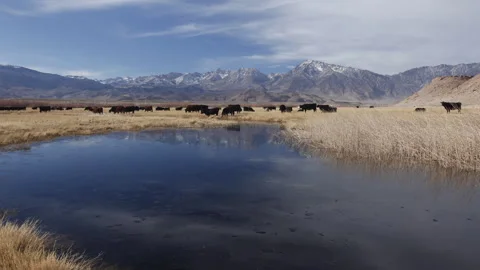 Timelapse of Owens River and Cows Grazing below Eastern Sierra Mountains Vidéo 241611920