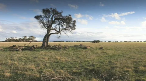 Timelapse of Paddock in Australia  Video stock 842642