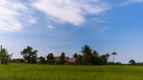 Timelapse At Paddy Field at Perak,Malaysia. Stock Footage 101456606