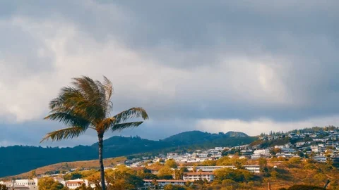 Timelapse of a Palm Tree and Clouds Passing Over Mountain in Honolulu Hawaii, HD Stock Footage 96468864